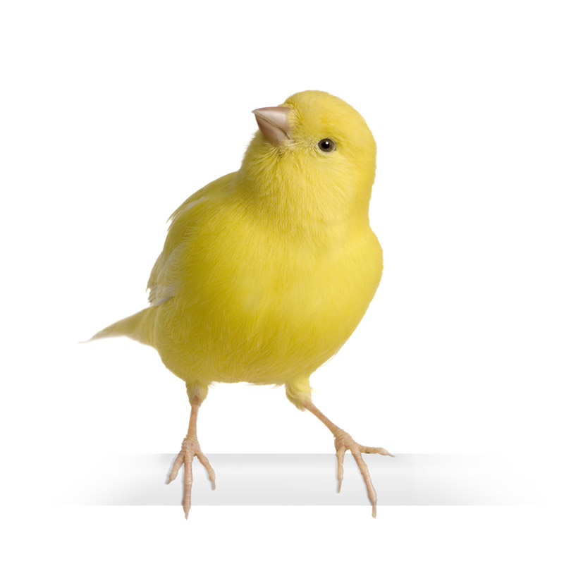 canary